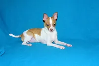 Wyatt- AKC Smoothcoat M, a male Chihuahua for sale in Abingdon, VA – 7 of 9