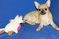 Posie-AKC Smoothcoat Female, a female Chihuahua for sale in Abingdon, VA – 3 of 10