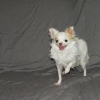 Mr. Mouse- AKC longcoat, a male Chihuahua for sale in Abingdon, VA – Photo 6 of 7