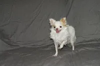 Mr. Mouse- AKC longcoat, a male Chihuahua for sale in Abingdon, VA – Photo 6 of 7