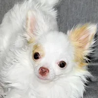 Mr. Mouse- AKC longcoat, a male Chihuahua for sale in Abingdon, VA – Photo 1 of 7