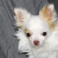 Mr. Mouse- AKC longcoat, a male Chihuahua for sale in Abingdon, VA – Photo 3 of 7