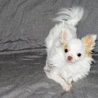 Mr. Mouse- AKC longcoat, a male Chihuahua for sale in Abingdon, VA – Photo 4 of 7