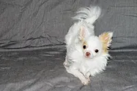 Mr. Mouse- AKC longcoat, a male Chihuahua for sale in Abingdon, VA – Photo 4 of 7