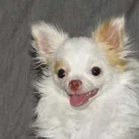 Mr. Mouse- AKC longcoat, a male Chihuahua for sale in Abingdon, VA – Photo 7 of 7