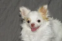 Mr. Mouse- AKC longcoat, a male Chihuahua for sale in Abingdon, VA – Photo 7 of 7