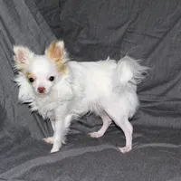 Mr. Mouse- AKC longcoat, a male Chihuahua for sale in Abingdon, VA – Photo 2 of 7