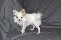 Mr. Mouse- AKC longcoat, a male Chihuahua for sale in Abingdon, VA – Photo 2 of 7