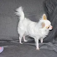 Mr. Mouse- AKC longcoat, a male Chihuahua for sale in Abingdon, VA – Photo 5 of 7