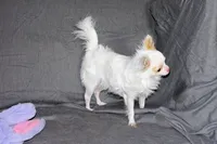 Mr. Mouse- AKC longcoat, a male Chihuahua for sale in Abingdon, VA – Photo 5 of 7