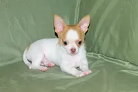 Marshmallow-AKC Smoothcoat M, a male Chihuahua for sale in Abingdon, VA – 9 of 9