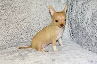 Willow-AKC (spoken for), a female Chihuahua for sale in Abingdon, VA – 7 of 9