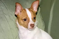 Wyatt- AKC Smoothcoat M, a male Chihuahua for sale in Abingdon, VA – 9 of 10