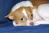 Caroline- AKC Smoothcoat F, a female Chihuahua for sale in Abingdon, VA – 6 of 9