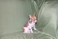 Caroline- AKC Smoothcoat F, a female Chihuahua for sale in Abingdon, VA – 5 of 8