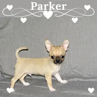 Parker- AKC Smoothcoat M, a male Chihuahua for sale in Abingdon, VA – 1 of 9
