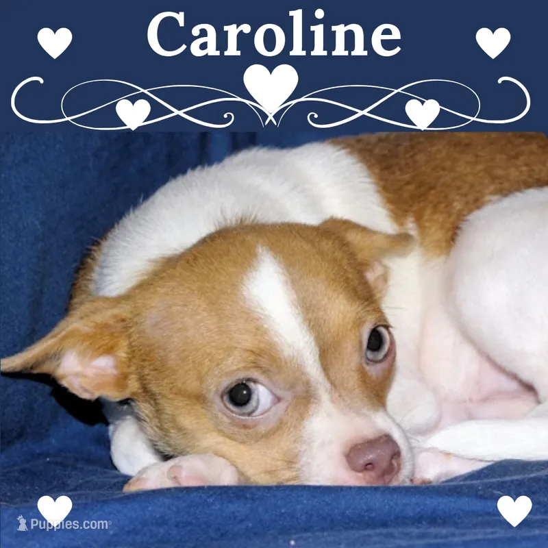 Caroline- AKC Smoothcoat F – Chihuahua puppy for sale in Abingdon, VA