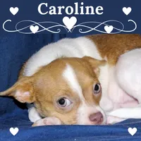 Caroline- AKC Smoothcoat F, a female Chihuahua for sale in Abingdon, VA – 1 of 9