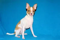 Wyatt- AKC Smoothcoat M, a male Chihuahua for sale in Abingdon, VA – 9 of 9