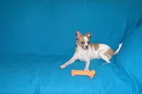 Wilbur-AKC Smoothcoat M, a male Chihuahua for sale in Abingdon, VA – 10 of 10