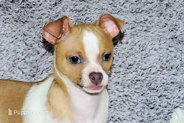 Wilbur-AKC Smoothcoat M – Chihuahua puppy for sale in Abingdon, VA