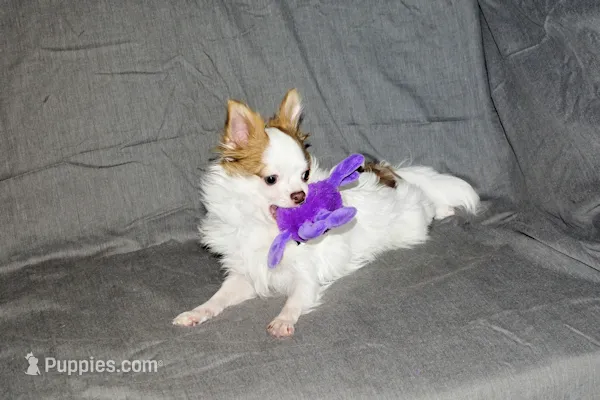 Popcorn- AKC longcoat