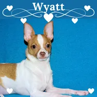 Wyatt- AKC Smoothcoat M, a male Chihuahua for sale in Abingdon, VA – 1 of 9