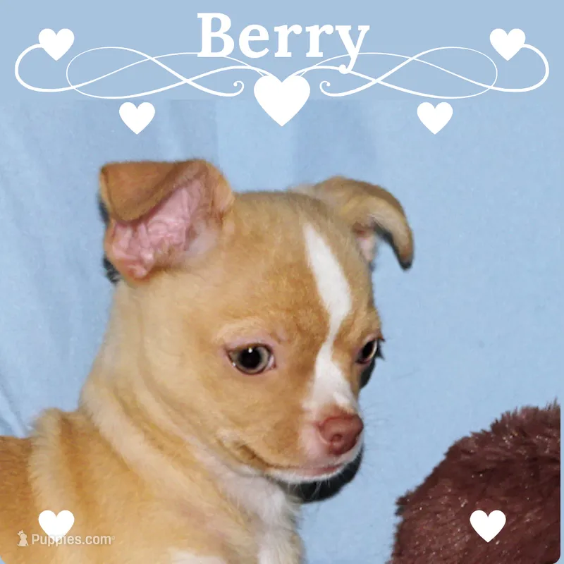 Berry-AKC Smoothcoat M – Chihuahua puppy for sale in Abingdon, VA