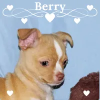 Berry-AKC Smoothcoat M, a male Chihuahua for sale in Abingdon, VA – 1 of 9