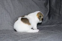 Carianne- AKC Longcoat, a female Chihuahua for sale in Abingdon, VA – Photo 2 of 7