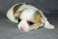 Carianne- AKC Longcoat, a female Chihuahua for sale in Abingdon, VA – Photo 5 of 7