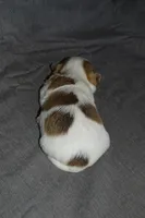 Carianne- AKC Longcoat, a female Chihuahua for sale in Abingdon, VA – Photo 3 of 7