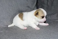 Carianne- AKC Longcoat, a female Chihuahua for sale in Abingdon, VA – Photo 4 of 7