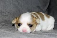 Carianne- AKC Longcoat, a female Chihuahua for sale in Abingdon, VA – Photo 1 of 7