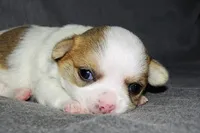 Carianne- AKC Longcoat, a female Chihuahua for sale in Abingdon, VA – Photo 7 of 7