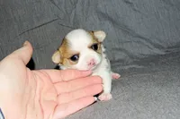 Carianne- AKC Longcoat, a female Chihuahua for sale in Abingdon, VA – Photo 6 of 7