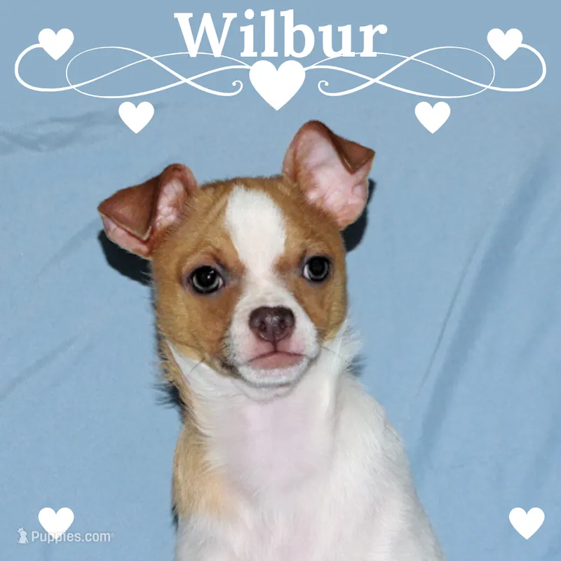 Wilbur-AKC Smoothcoat M – Chihuahua puppy for sale in Abingdon, VA