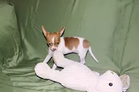 Caroline- AKC Smoothcoat F, a female Chihuahua for sale in Abingdon, VA – 2 of 8