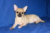Posie-AKC Smoothcoat Female, a female Chihuahua for sale in Abingdon, VA – 4 of 10