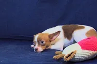Caroline- AKC Smoothcoat F, a female Chihuahua for sale in Abingdon, VA – 9 of 9