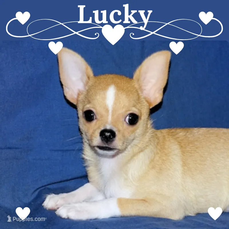 Lucky- AKC Smoothcoat Male – Chihuahua puppy for sale in Abingdon, VA