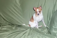 Wilbur-AKC Smoothcoat M, a male Chihuahua for sale in Abingdon, VA – 5 of 10