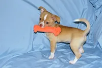 Berry-AKC Smoothcoat M, a male Chihuahua for sale in Abingdon, VA – 7 of 9