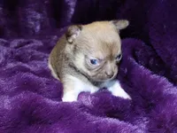 Ruby- Chocolate Sabled Fawn Smoothcoat Female, a female Chihuahua for sale in Abingdon, VA – 7 of 7