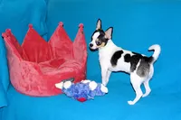 Connor- AKC smoothcoat, a male Chihuahua for sale in Abingdon, VA – 6 of 10