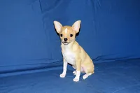 Lucky- AKC Smoothcoat Male, a male Chihuahua for sale in Abingdon, VA – 9 of 10
