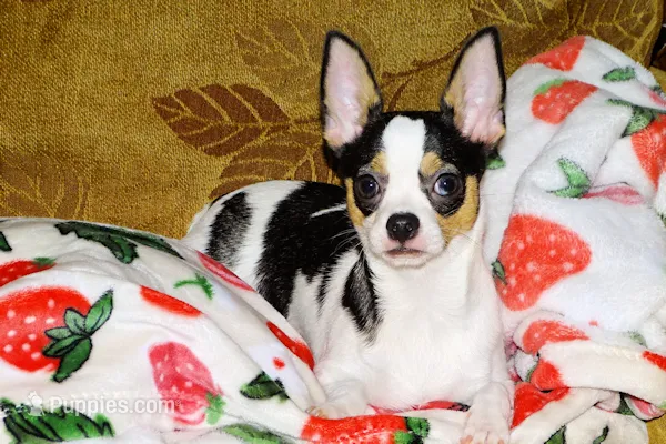 Connor- AKC smoothcoat – Chihuahua puppy for sale in Abingdon, VA