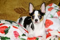 Connor- AKC smoothcoat, a male Chihuahua for sale in Abingdon, VA – 3 of 10