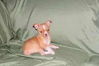Berry-AKC Smoothcoat M, a male Chihuahua for sale in Abingdon, VA – 6 of 7