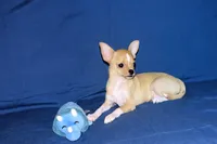 Lucky- AKC Smoothcoat Male, a male Chihuahua for sale in Abingdon, VA – 4 of 10